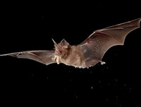 [ẢNH] Những loài động vật là ổ chứa tự nhiên của nhiều virus 