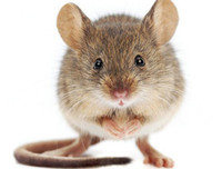 [ẢNH] Những loài động vật là ổ chứa tự nhiên của nhiều virus 