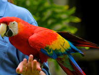 [ẢNH] Top 8 loài động vật sở hữu trí thông minh 