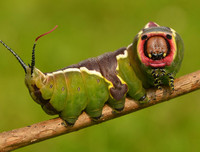 [ẢNH] Chiêm ngưỡng 