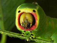 [ẢNH] Chiêm ngưỡng 