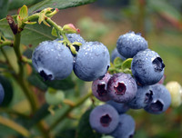 [ẢNH] Điểm danh những 