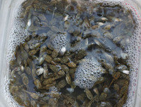 [ẢNH] Những đặc sản 