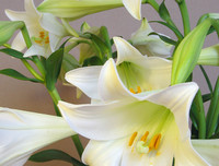 [ẢNH] Cảnh giác với những loài hoa, cây cảnh cực đẹp nhưng cũng cực độc trong dịp Tết