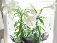 [ẢNH] Cảnh giác với những loài hoa, cây cảnh cực đẹp nhưng cũng cực độc trong dịp Tết