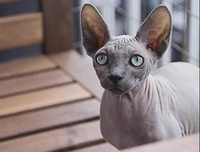 [ẢNH] Những loài động vật xấu xí nhưng có giá cao không ngờ tới