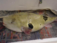 [ẢNH] Những loài động vật xấu xí nhưng có giá cao không ngờ tới