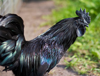 [ẢNH] Những loài động vật xấu xí nhưng có giá cao không ngờ tới