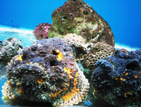 [ẢNH] Những loài động vật xấu xí nhưng có giá cao không ngờ tới