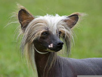 [ẢNH] Những loài động vật xấu xí nhưng có giá cao không ngờ tới