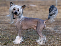 [ẢNH] Những loài động vật xấu xí nhưng có giá cao không ngờ tới