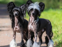 [ẢNH] Những loài động vật xấu xí nhưng có giá cao không ngờ tới