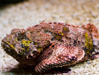 [ẢNH] Những loài động vật xấu xí nhưng có giá cao không ngờ tới