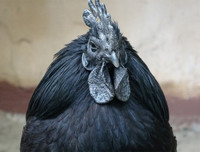 [ẢNH] Những loài động vật xấu xí nhưng có giá cao không ngờ tới