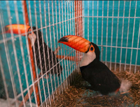 [ẢNH] Top 3 loài động vật nổi tiếng chung thủy với bạn tình