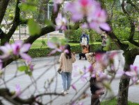 [ẢNH] Vẻ quyến rũ đến say đắm lòng người của hoa ban giữa lòng Thủ đô