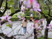 [ẢNH] Vẻ quyến rũ đến say đắm lòng người của hoa ban giữa lòng Thủ đô