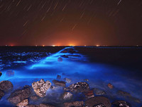 [ẢNH] Bất ngờ trước khả năng tự phát sáng của một số loài sinh vật