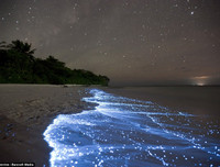 [ẢNH] Bất ngờ trước khả năng tự phát sáng của một số loài sinh vật