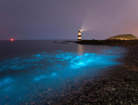 [ẢNH] Bất ngờ trước khả năng tự phát sáng của một số loài sinh vật