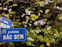 [ẢNH] Vẻ quyến rũ đến say đắm lòng người của hoa ban giữa lòng Thủ đô