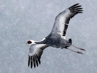 [ẢNH] Những loài chim bay cao không tưởng khiến con người phải kinh ngạc