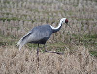 [ẢNH] Những loài chim bay cao không tưởng khiến con người phải kinh ngạc