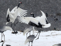 [ẢNH] Những loài chim bay cao không tưởng khiến con người phải kinh ngạc