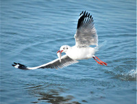 [ẢNH] Top những động vật sống 