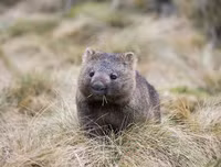 [ẢNH] Những loài động vật 