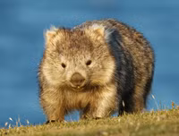 [ẢNH] Những loài động vật 