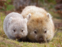 [ẢNH] Những loài động vật 