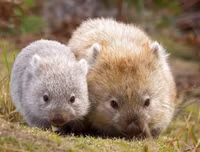 [ẢNH] Những loài động vật 