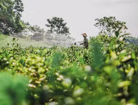 [ẢNH] Hút mắt những đồi chè xanh, đẹp như bích họa