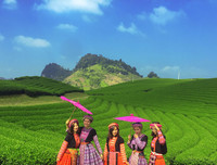 [ẢNH] Hút mắt những đồi chè xanh, đẹp như bích họa