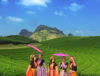 [ẢNH] Hút mắt những đồi chè xanh, đẹp như bích họa