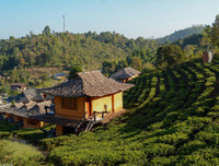 [ẢNH] Hút mắt những đồi chè xanh, đẹp như bích họa