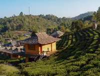 [ẢNH] Hút mắt những đồi chè xanh, đẹp như bích họa