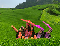 [ẢNH] Hút mắt những đồi chè xanh, đẹp như bích họa