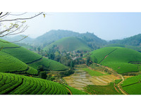 [ẢNH] Hút mắt những đồi chè xanh, đẹp như bích họa