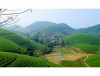 [ẢNH] Hút mắt những đồi chè xanh, đẹp như bích họa