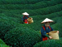 [ẢNH] Hút mắt những đồi chè xanh, đẹp như bích họa