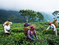 [ẢNH] Hút mắt những đồi chè xanh, đẹp như bích họa