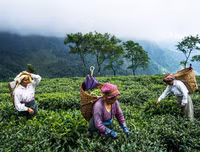 [ẢNH] Hút mắt những đồi chè xanh, đẹp như bích họa