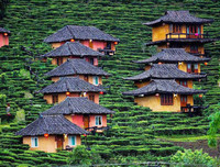 [ẢNH] Hút mắt những đồi chè xanh, đẹp như bích họa