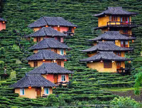 [ẢNH] Hút mắt những đồi chè xanh, đẹp như bích họa