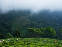 [ẢNH] Hút mắt những đồi chè xanh, đẹp như bích họa