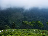 [ẢNH] Hút mắt những đồi chè xanh, đẹp như bích họa