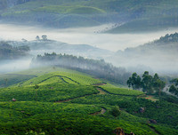 [ẢNH] Hút mắt những đồi chè xanh, đẹp như bích họa