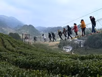 [ẢNH] Hút mắt những đồi chè xanh, đẹp như bích họa